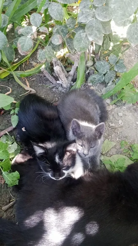 Котята,2мес.скрая-девочка,чёрно-белый мальчик