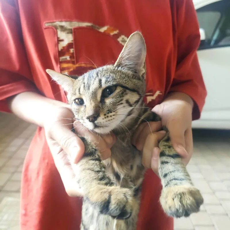 Котёнок в хорошие руки — фото 3