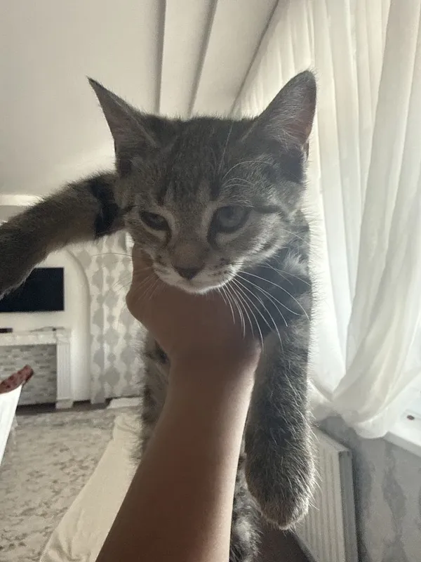 Mushukvhalar 5 ta onasi ham bor 2 Mushukvhalar 5 ta onasi ham bor 2