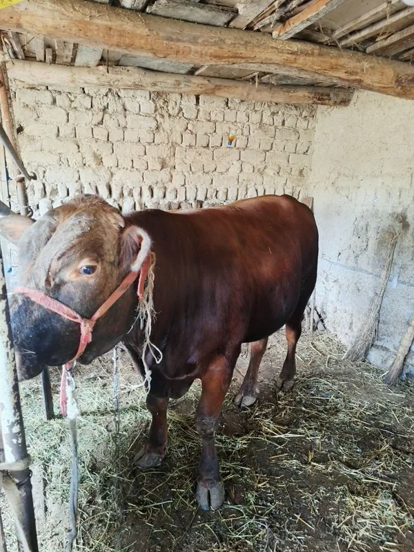 17 oylik angus buqasi 450-500kg tirik vazn — фото 1