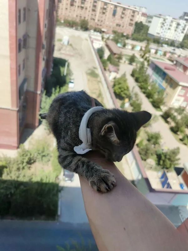 Бенгальский кот, приучен к дому 3 Бенгальский кот, приучен к дому 3