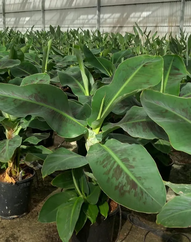 Karlikovi banan koʻchati. 3 Karlikovi banan koʻchati. 3