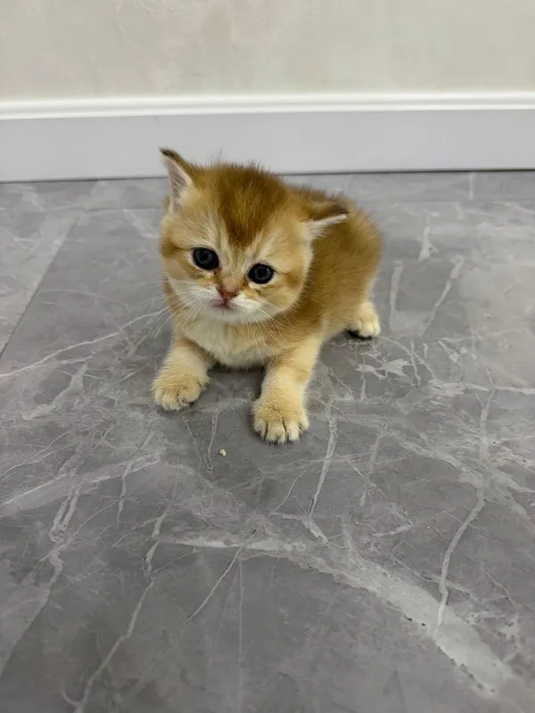 котята британской шиншиллы с тикированным окрасом. (мушук) 5 котята британской шиншиллы с тикированным окрасом. (мушук) 5