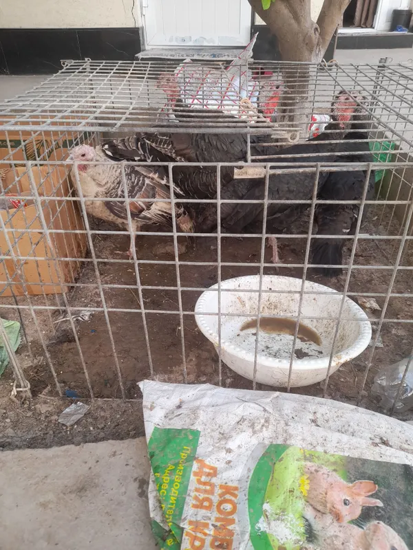 Urg'ochi kurkala sotladi — фото 2