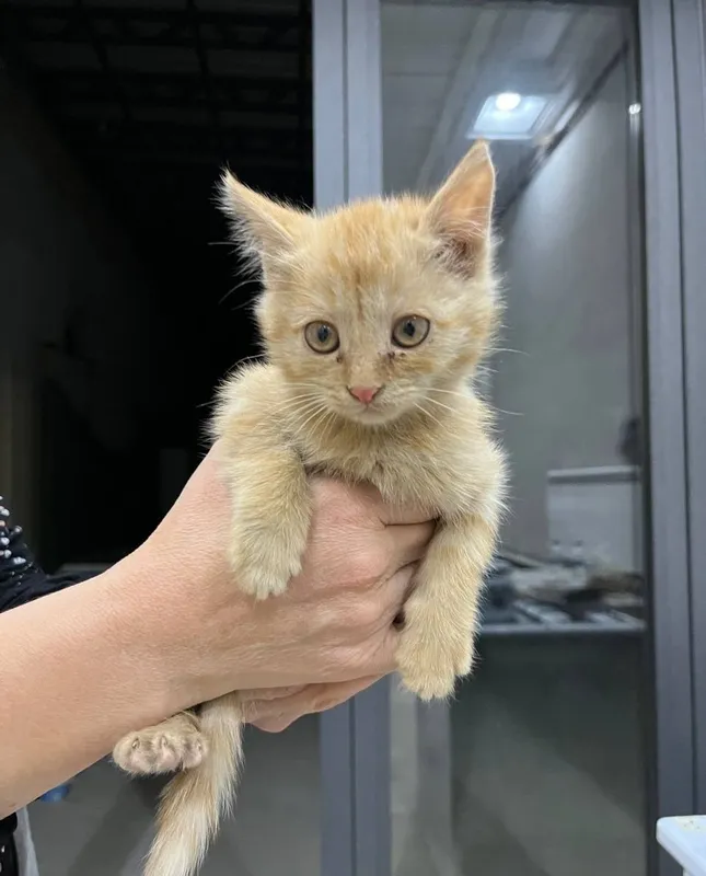 Котёнок отдаётся в добрые руки 1 Котёнок отдаётся в добрые руки 1