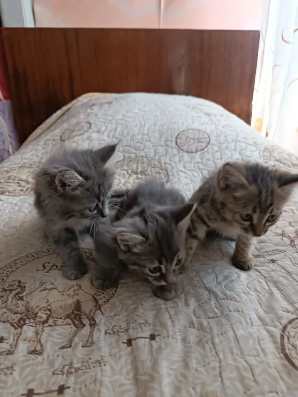 Котёнок продаётся, штука 25 тысяч 0