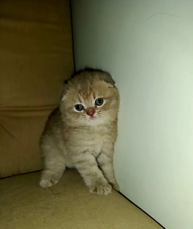 Мальчик скотиш-фолд, бежевого окраса. Очень ласковый и домашний. 2 Мальчик скотиш-фолд, бежевого окраса. Очень ласковый и домашний. 2