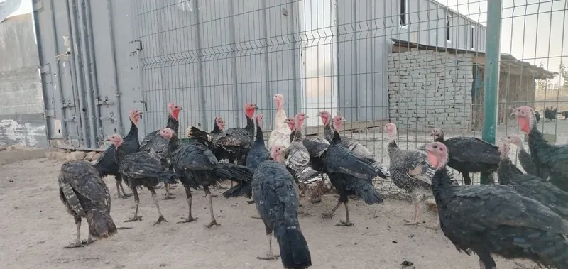 Kurkalar bor 30 ta chiqadi 3
