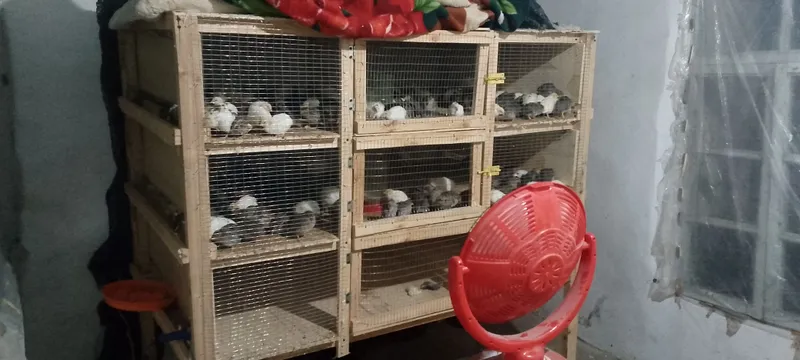 60 kunlik bedanalar tuxumga kirgan