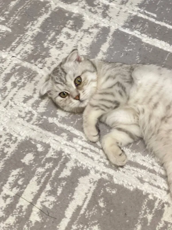 Кошка scotish fold — фото 2