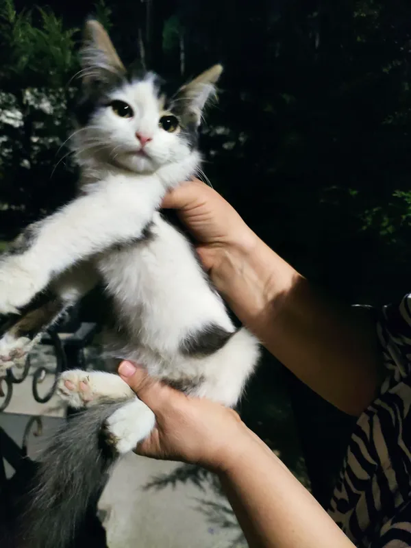 Кошечка ищет семью 2 Кошечка ищет семью 2