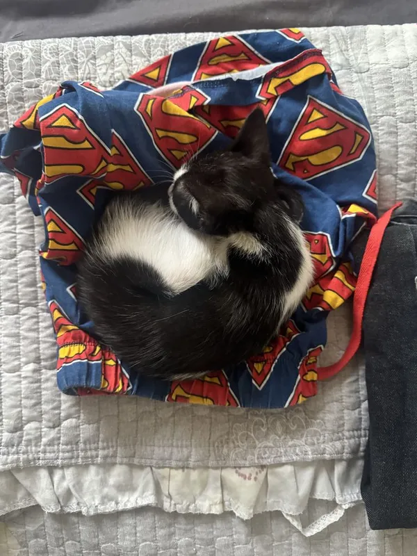 Кошка бесплатно — фото 5