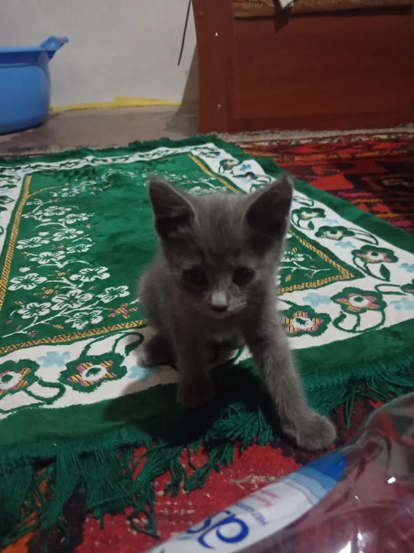 Chiroyli kulrang mushukcha (urg‘ochi) mehribon egalarini qidirmoqda