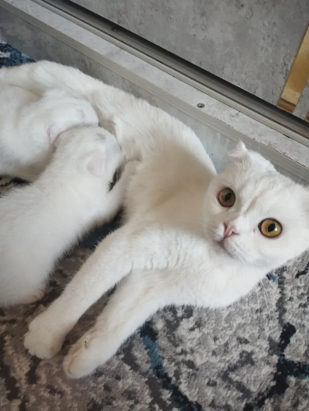 Mushuk bolalari 3 ta yangi tugʻilgan