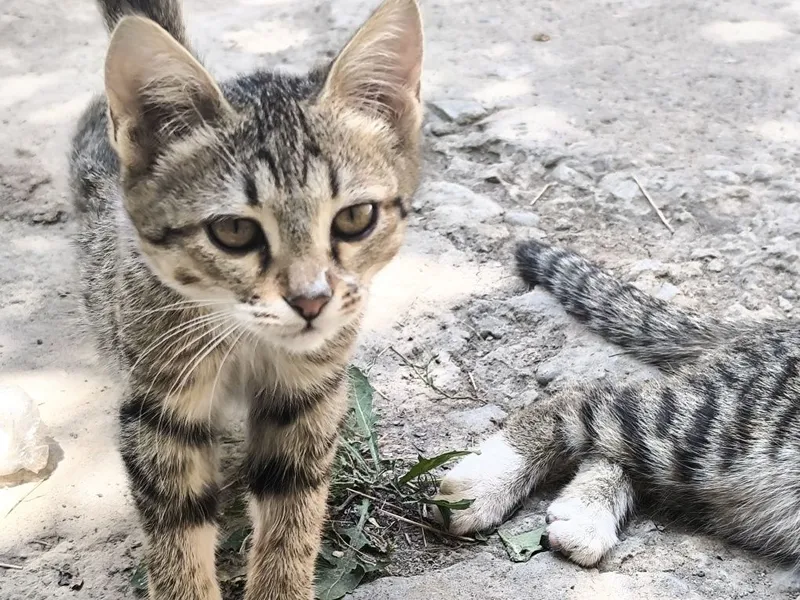 Котята в добрые руки 3