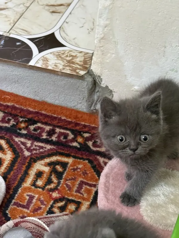 Чистокловные котята от правильной вязки скоттиш страйт 5 Чистокловные котята от правильной вязки скоттиш страйт 5