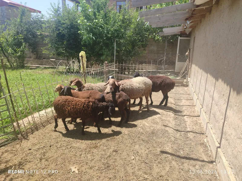 10 та куй сотилади