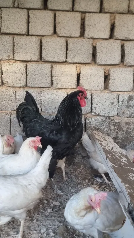 Tovuq xorozlar jaydari oq tovuq — фото 3
