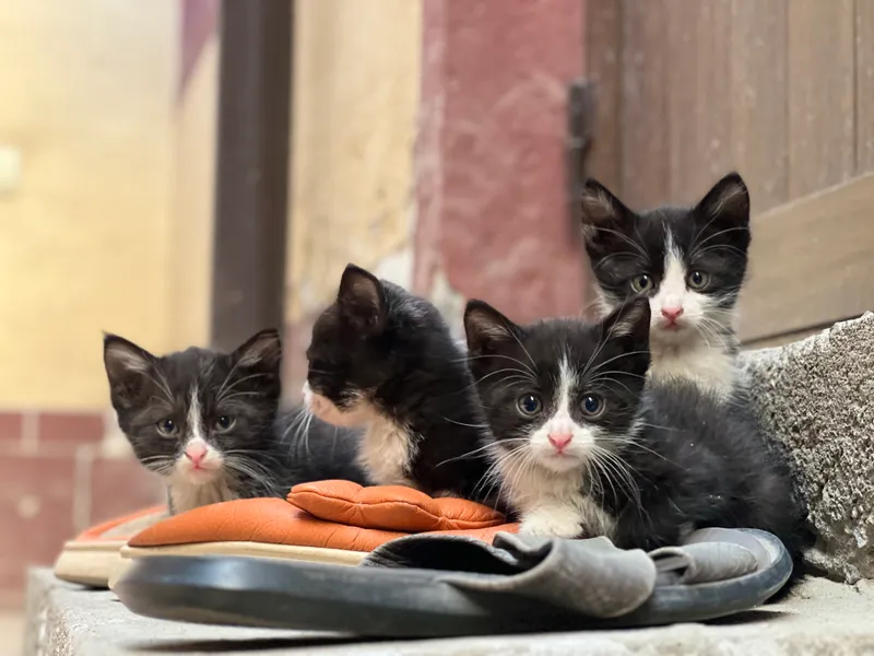 4-месячные котята, не породистые, в подарок 3