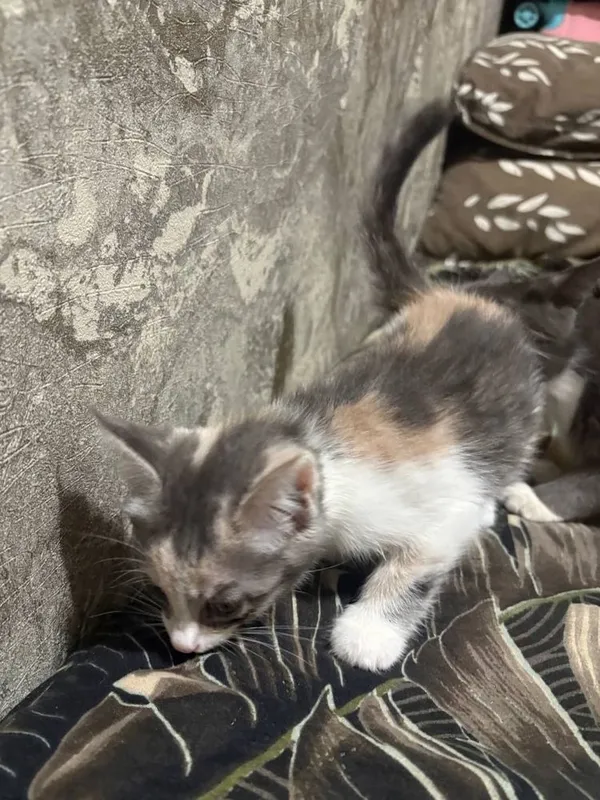 Отдам котят в хорошие руки котята домашнии — фото 2