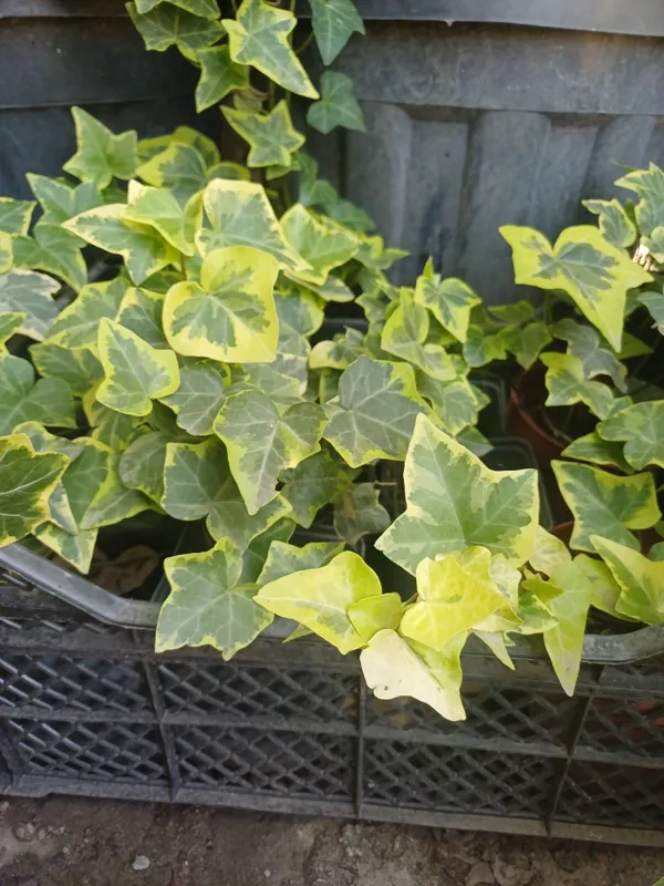 ПЛЮЩЬ Пестролистный (Variegata) ПЛЮЩЬ Пестролистный (Variegata)