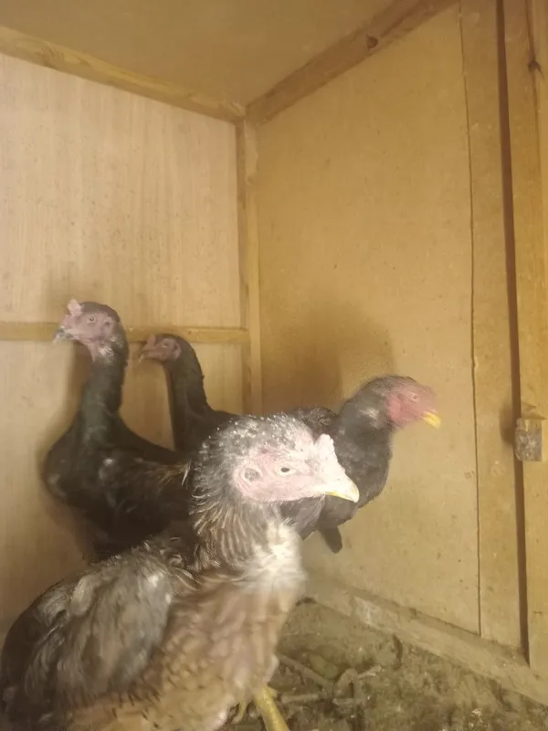Kulangi tovuqlar sotiladi