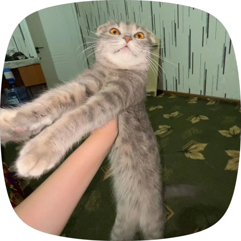 Прадоется кошка шатланская висолуха — фото 1