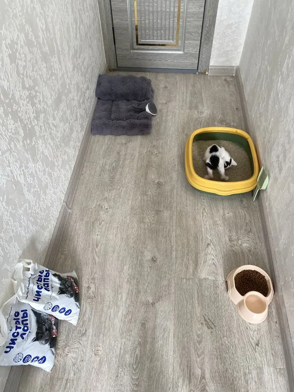 Котик, Mushuk bolasi ( hamma narsasi bilan ) 1 Котик, Mushuk bolasi ( hamma narsasi bilan ) 1