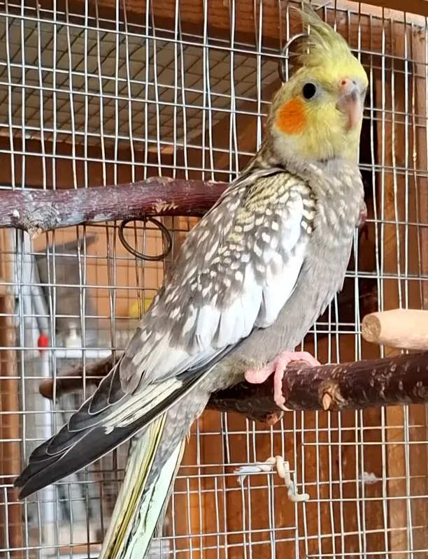 Кореллы, пара 700.000 — фото 6