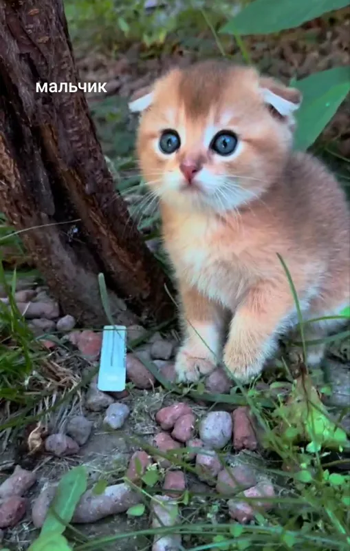 Вислоухие котята Золотая Шиншилла — фото 1