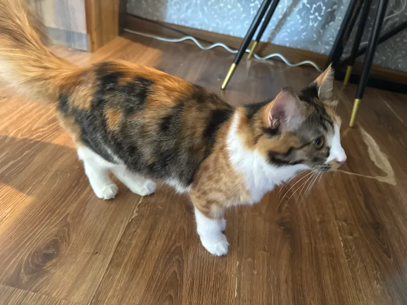 Котенок 6 месяцев — фото 1