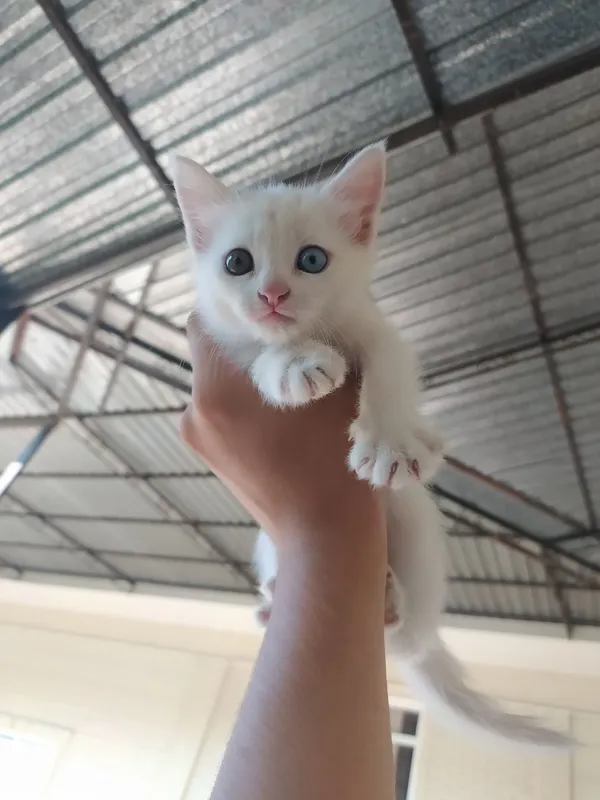 котёнок 1 котёнок 1