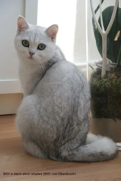 Британская короткошерстная кошка серебристого окраса. 2 Британская короткошерстная кошка серебристого окраса. 2