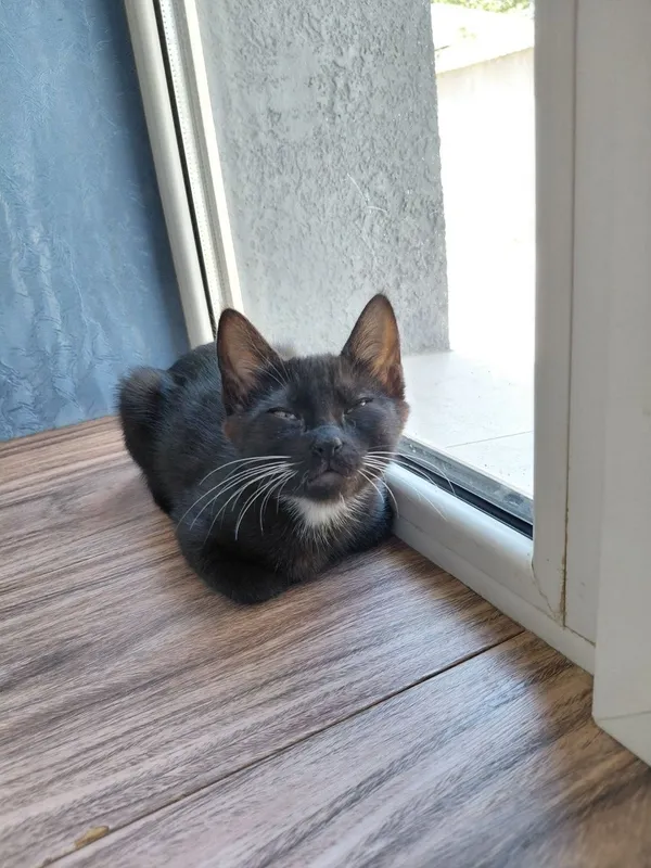 мы дарим красивых котят. Кошки 6 мы дарим красивых котят. Кошки 6