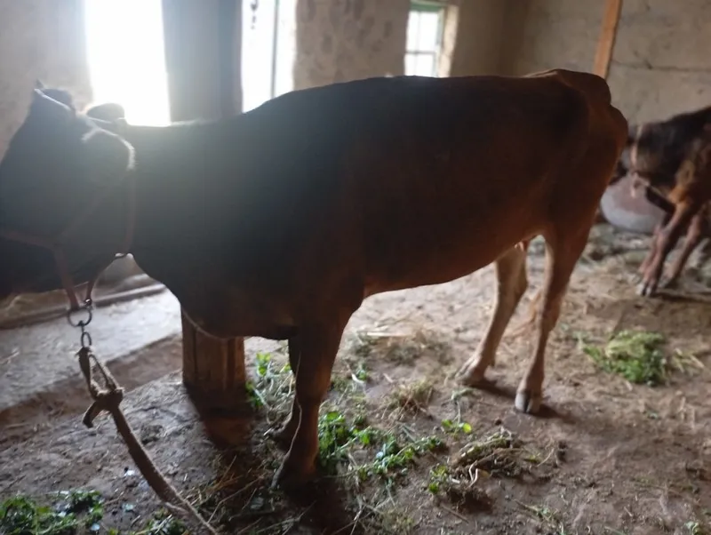 Mol shivet ona bola bolasi navos 2 Mol shivet ona bola bolasi navos 2