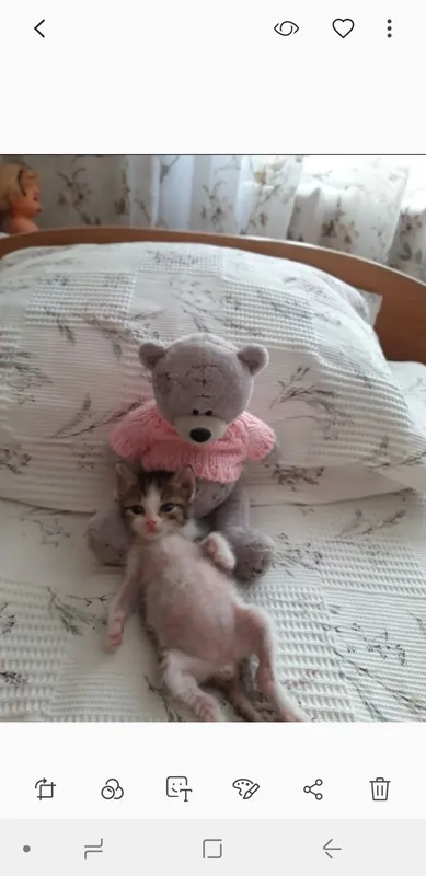 Котёнок в добрые и ответственные руки. 4 Котёнок в добрые и ответственные руки. 4