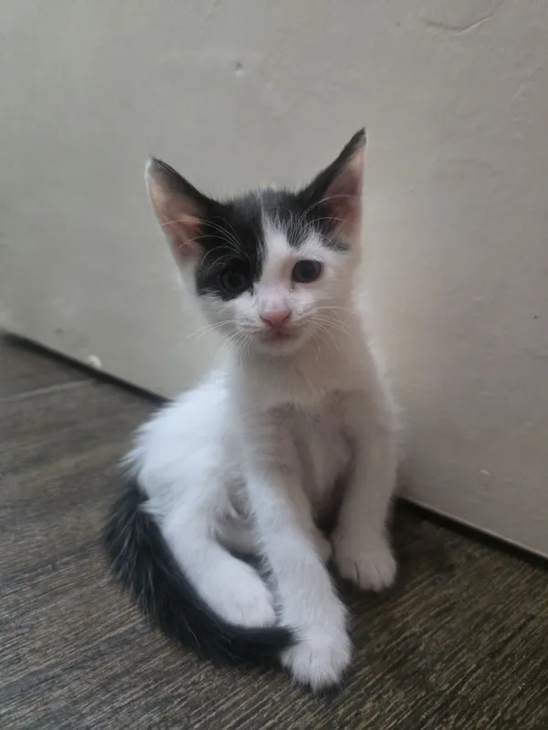Очень красивая кошка родилась 10.06 2 Очень красивая кошка родилась 10.06 2