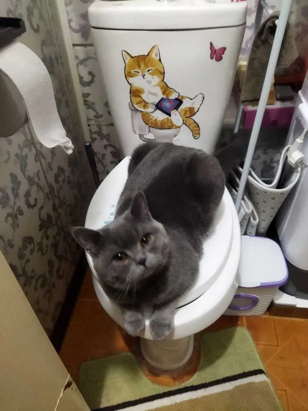 Британская кошка — фото 1