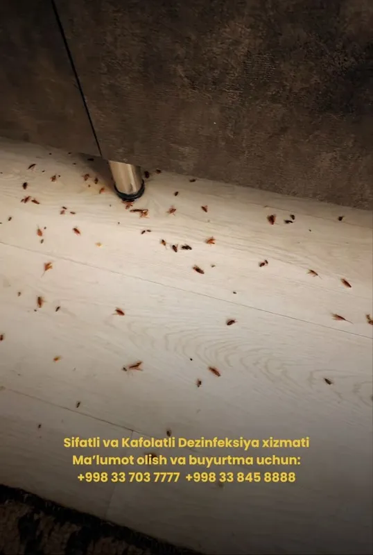 Dezinfeksiya Toshkent Дезинфексия Ташкент 6 Dezinfeksiya Toshkent Дезинфексия Ташкент 6