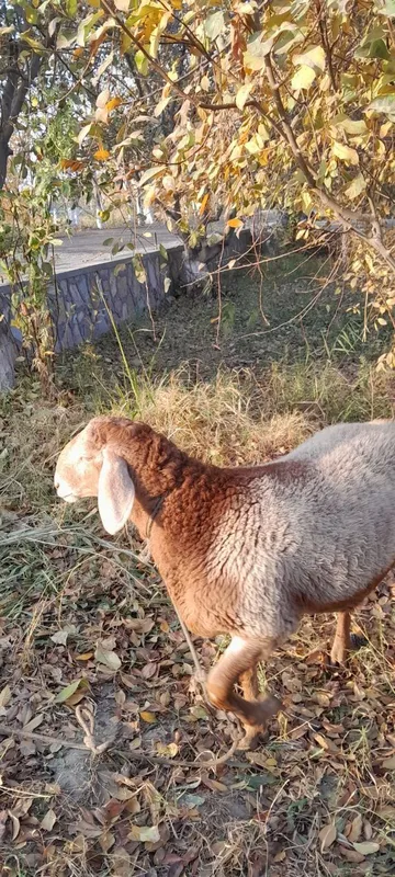 Arashan qõchqor sotiladi srochna