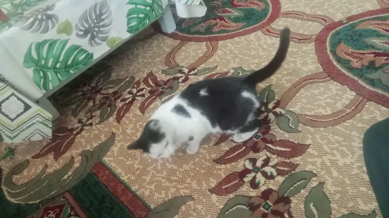 mushik... кошка — фото 2 mushik... кошка — фото 2