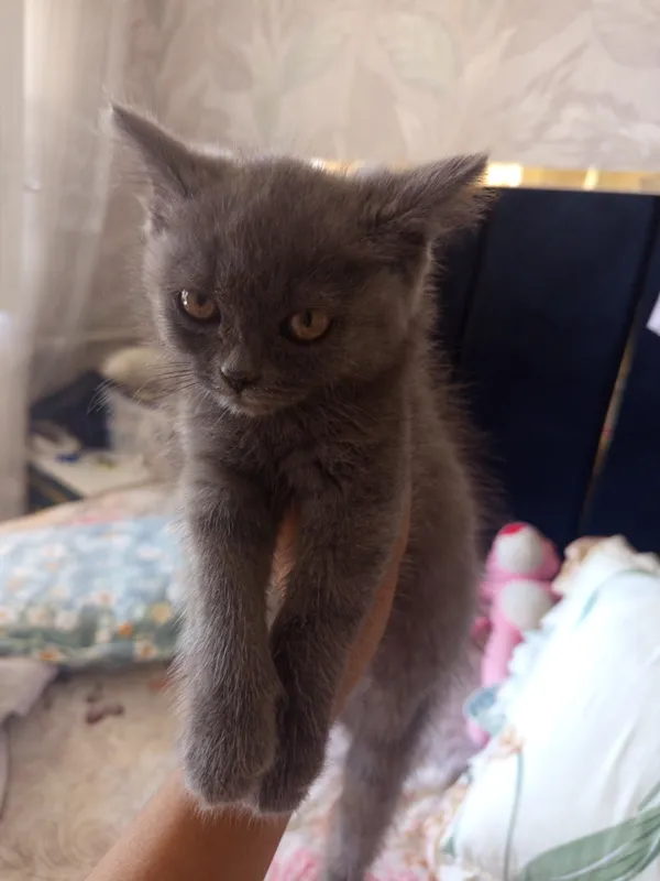 Продаётся котёнок 3-месячный домашний котёнок 1 Продаётся котёнок 3-месячный домашний котёнок 1