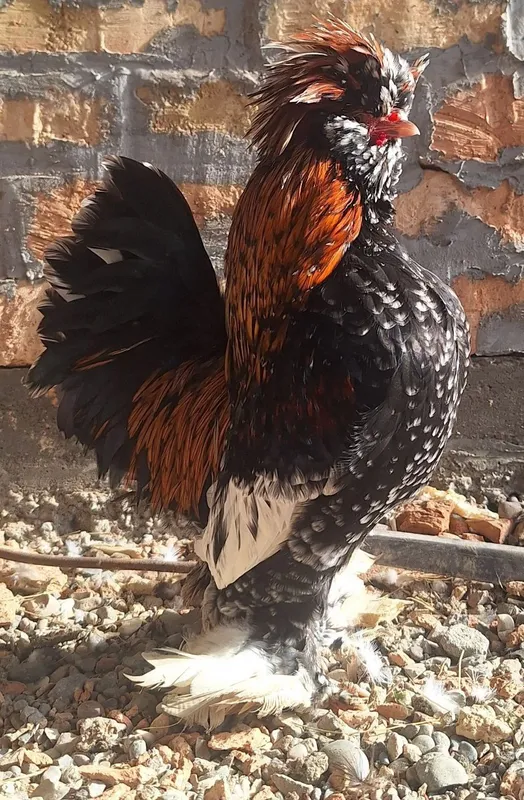 Продам петуха корейской породы. Тройка. — фото 1
