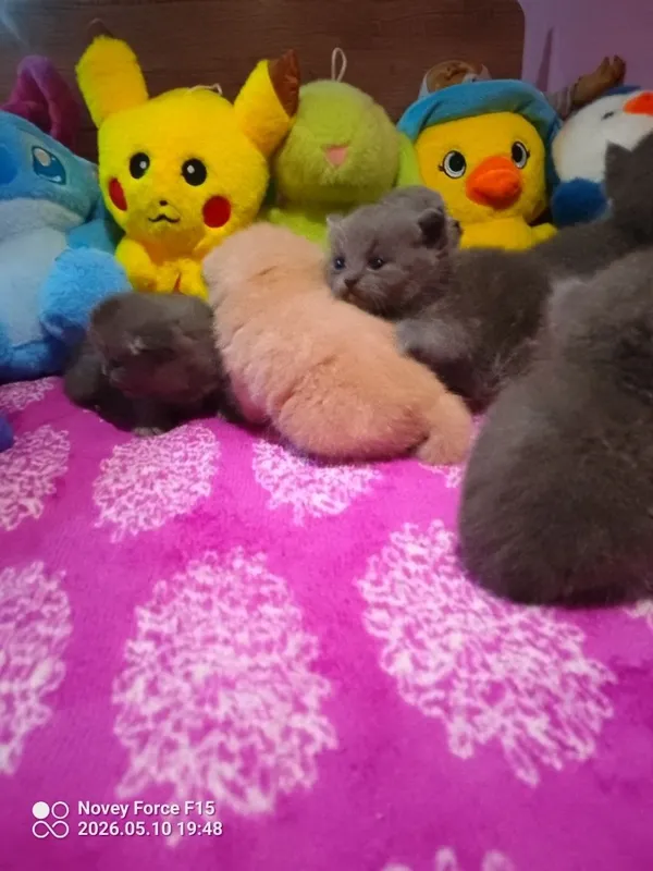 Preiuim mushukchalar sotiladi Scottish Fold — oppoq yoqi — фото 3