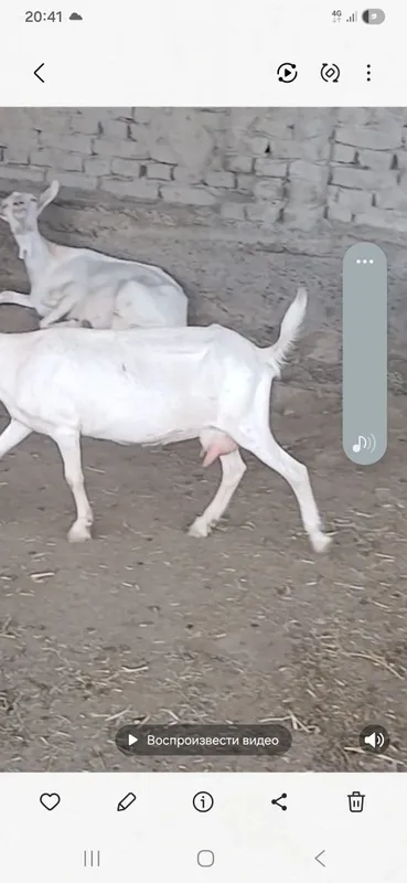 Zanin zotli echki sotiladi