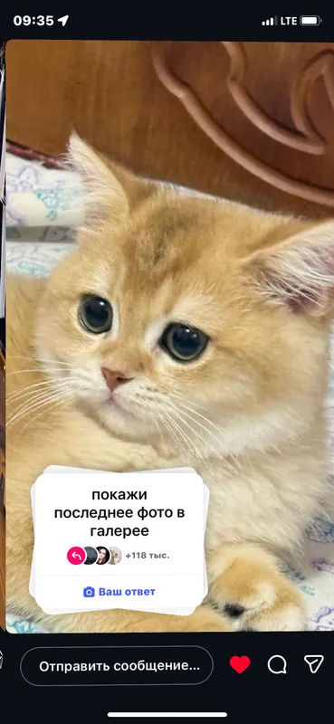 Britanskiy shinshila NY11