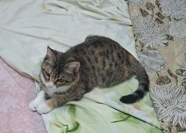 Yaxshi qo‘llarga urg‘ochi mushukcha beraman Yaxshi qo‘llarga urg‘ochi mushukcha beraman