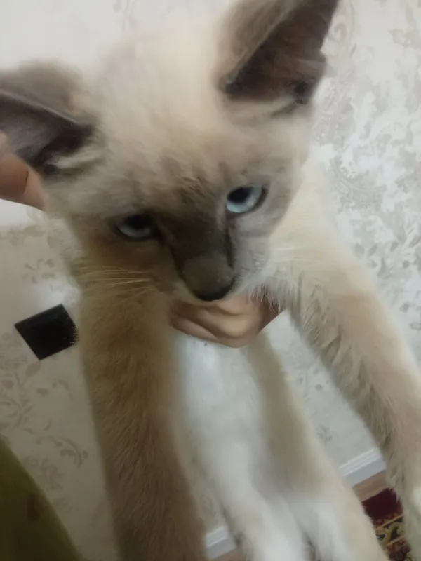 Koʻzlari kuk mushukcha 4 Koʻzlari kuk mushukcha 4