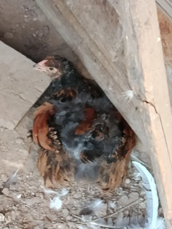 Продаются цыплята 2 х и 3 х месячные 4