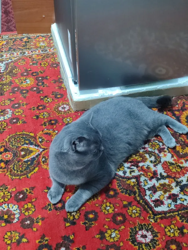 yoshi 2da pasportlari bor uyin qaro mushuk